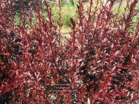 Барбарис Тунберга Рэд Чиф (Berberis thunbergii Red Chief) ФОТО Питомник растений Природа (3)