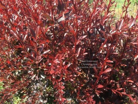 Барбарис Тунберга Рэд Чиф (Berberis thunbergii Red Chief) ФОТО Питомник растений Природа (4)