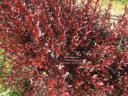 Барбарис Тунберга Ред Чіф (Berberis thunbergii Red Chief) ФОТО Розплідник рослин Природа (5)