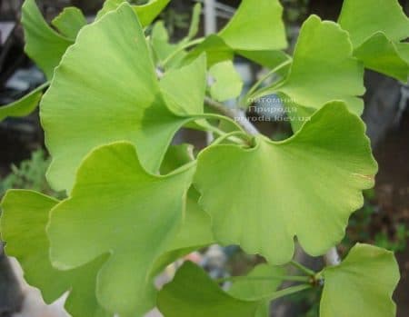 Гинкго двулопастный билоба (Ginkgo biloba) ФОТО Питомник растений Природа (7)