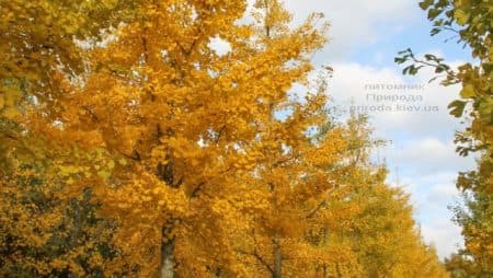 Гинкго двулопастный билоба (Ginkgo biloba) ФОТО Питомник растений Природа (8)