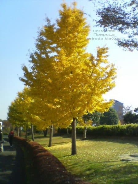 Гинкго двулопастный билоба (Ginkgo biloba) ФОТО Питомник растений Природа (9)