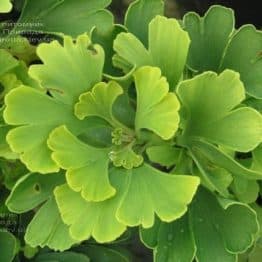 Гінкго дволопатеве білоба (Ginkgo biloba) ФОТО Розплідник рослин Природа (10)