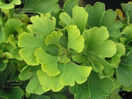 Гинкго двулопастный билоба (Ginkgo biloba) ФОТО Питомник растений Природа (10)