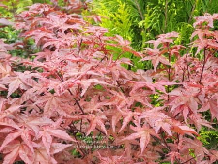 Клён японский Бени Майко (Acer palmatum Beni Maiko) ФОТО Питомник растений Природа (3)