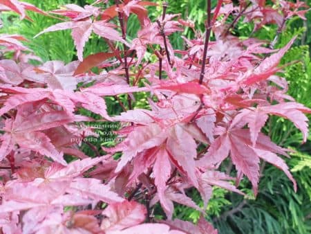 Клен японський Бені Майко (Acer palmatum Beni Maiko) ФОТО Розплідник рослин Природа (4)