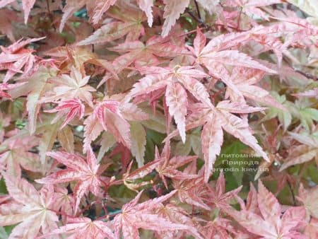 Клен японський Бені Майко (Acer palmatum Beni Maiko) ФОТО Розплідник рослин Природа (7)