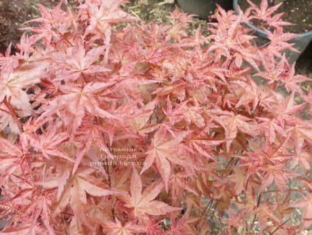 Клён японский Бени Майко (Acer palmatum Beni Maiko) ФОТО Питомник растений Природа (8)