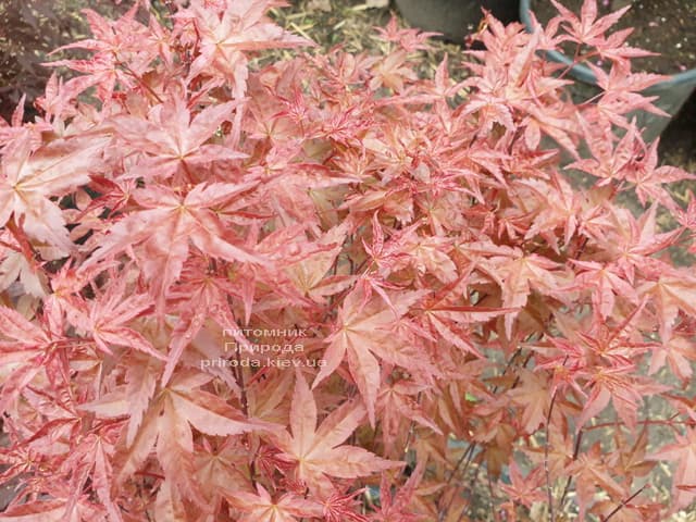 Клён японский Бени Майко (Acer palmatum Beni Maiko) ФОТО Питомник растений Природа (8)