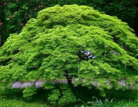 Клён японский Эмеральд Лейс (Acer palmatum Emerald Lace) ФОТО Питомник растений Природа (1)