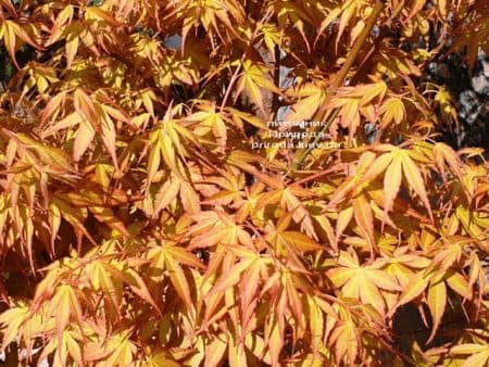 Клён японский пальмолистный веерный Катсура (Acer palmatum Katsura) ФОТО Питомник растений Природа (4)