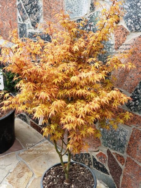 Клен японський пальмолістний віяловий Катсура (Acer palmatum Katsura) ФОТО Розплідник рослин Природа (6)