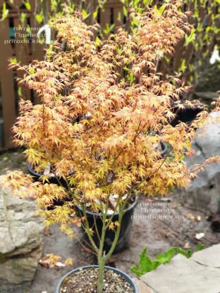 Клён японский пальмолистный веерный Катсура (Acer palmatum Katsura) ФОТО Питомник растений Природа (7)