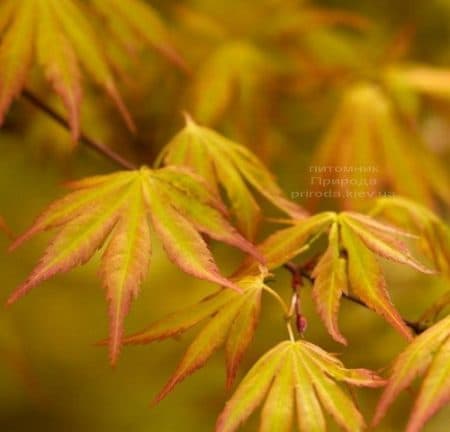 Клён японский Оранж Дрим (Acer palmatum Orange Dream) ФОТО Питомник растений Природа (1)