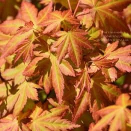 Клен японський Оранж Дрім (Acer palmatum Orange Dream) ФОТО Розплідник рослин Природа (2)