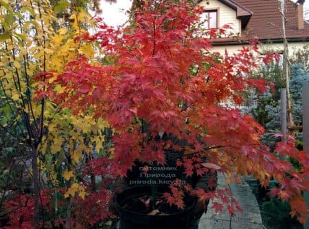 Клён японский Оранж Дрим (Acer palmatum Orange Dream) ФОТО Питомник растений Природа (3)