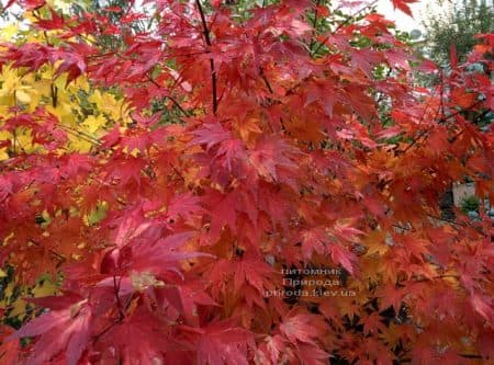 Клен японський Оранж Дрім (Acer palmatum Orange Dream) ФОТО Розплідник рослин Природа (4)