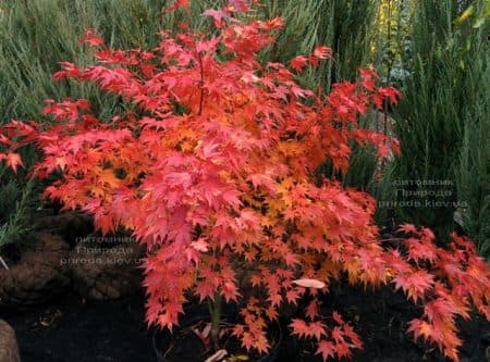 Клён японский Оранж Дрим (Acer palmatum Orange Dream) ФОТО Питомник растений Природа (5)