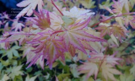 Клён японский Оранж Дрим (Acer palmatum Orange Dream) ФОТО Питомник растений Природа (6)