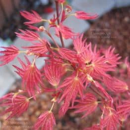 Клен японський Фенікс (Acer palmatum Phoenix) ФОТО Розплідник рослин Природа (1)