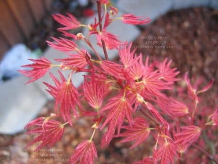 Клён японский Феникс (Acer palmatum Phoenix) ФОТО Питомник растений Природа (1)