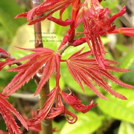 Клён японский Феникс (Acer palmatum Phoenix) ФОТО Питомник растений Природа (2)