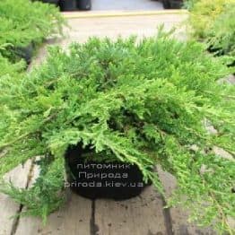 Можжевельник даурский Ленинград (Juniperus davurica Leningrad) ФОТО (1)