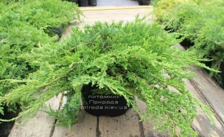 Можжевельник даурский Ленинград (Juniperus davurica Leningrad) ФОТО (1)
