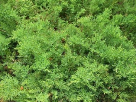 Можжевельник даурский Ленинград (Juniperus davurica Leningrad) ФОТО (2)