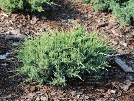 Можжевельник горизонтальный Агнешка (Juniperus horizontalis Agnieszka) ФОТО (1)