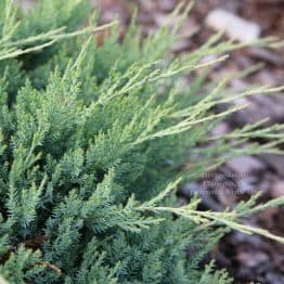 Можжевельник горизонтальный Агнешка (Juniperus horizontalis Agnieszka) ФОТО (2)