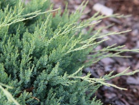 Ялівець горизонтальний Агнешка (Juniperus horizontalis Agnieszka) ФОТО (2)