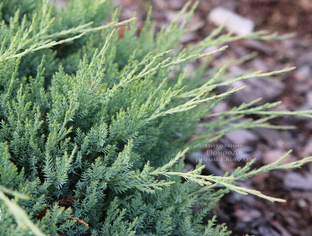 Можжевельник горизонтальный Агнешка (Juniperus horizontalis Agnieszka) ФОТО Питомник растений Природа (2)