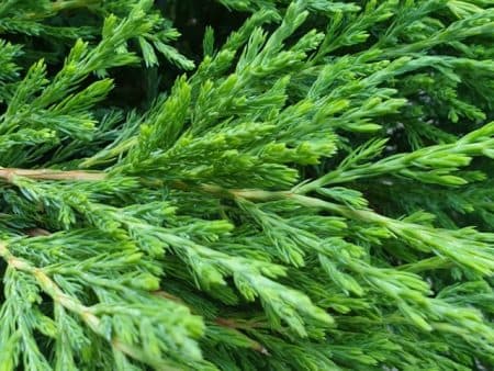 Можжевельник горизонтальный Андорра Компакт (Juniperus horizontalis Andorra Compact) ФОТО Питомник растений Природа (7)
