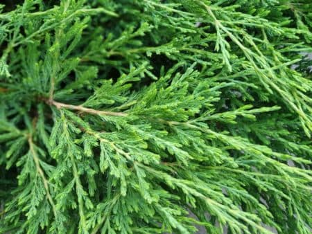 Можжевельник горизонтальный Андорра Компакт (Juniperus horizontalis Andorra Compact) ФОТО Питомник растений Природа (9)