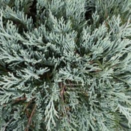 Ялівець горизонтальний Гласіер (Juniperus horizontalis Glacier) ФОТО (1)