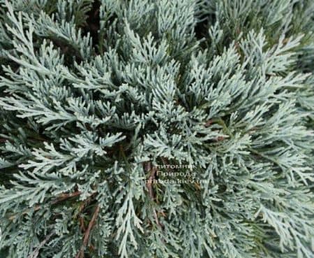 Можжевельник горизонтальный Гласиер (Juniperus horizontalis Glacier) ФОТО (1)