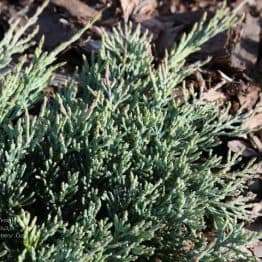 Можжевельник горизонтальный Гласиер (Juniperus horizontalis Glacier) ФОТО (2)