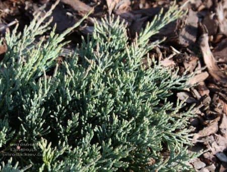 Ялівець горизонтальний Гласіер (Juniperus horizontalis Glacier) ФОТО (2)