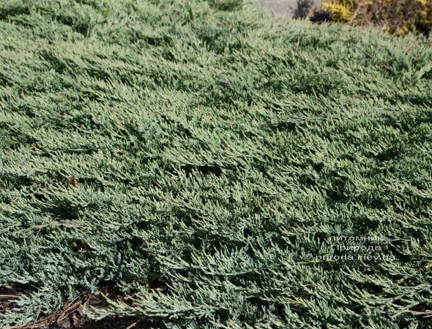 Можжевельник горизонтальный Гласиер (Juniperus horizontalis Glacier) ФОТО (3)