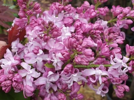 Бузок Богдан Хмельницький (Syringa vulgaris Bogdan Khmelnitskiy) ФОТО Розплідник рослин Природа (10)