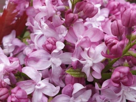 Сирень Богдан Хмельницкий (Syringa vulgaris Bogdan Khmelnitskiy) ФОТО Питомник растений Природа (11)