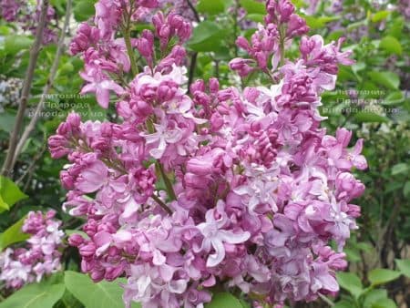 Сирень Богдан Хмельницкий (Syringa vulgaris Bogdan Khmelnitskiy) ФОТО Питомник растений Природа (12)