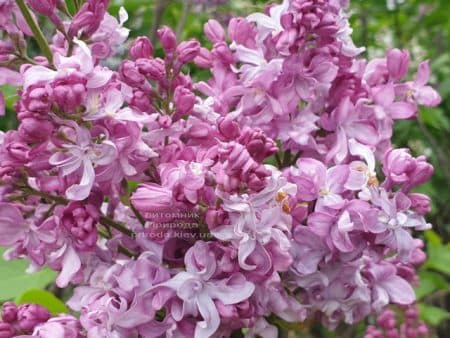 Бузок Богдан Хмельницький (Syringa vulgaris Bogdan Khmelnitskiy) ФОТО Розплідник рослин Природа (13)