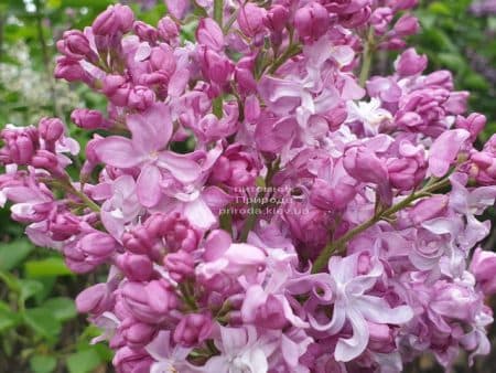 Бузок Богдан Хмельницький (Syringa vulgaris Bogdan Khmelnitskiy) ФОТО Розплідник рослин Природа (7)