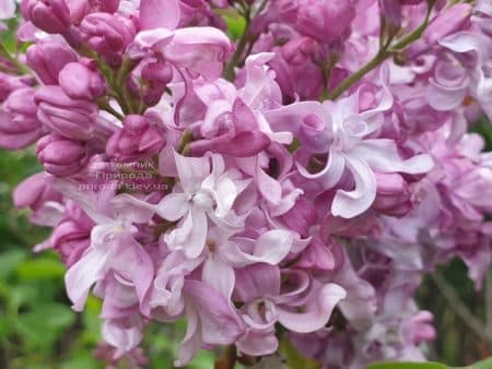 Сирень Богдан Хмельницкий (Syringa vulgaris Bogdan Khmelnitskiy) ФОТО Питомник растений Природа (8)