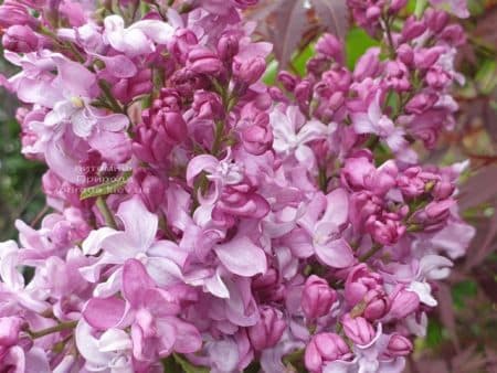 Бузок Богдан Хмельницький (Syringa vulgaris Bogdan Khmelnitskiy) ФОТО Розплідник рослин Природа (9)