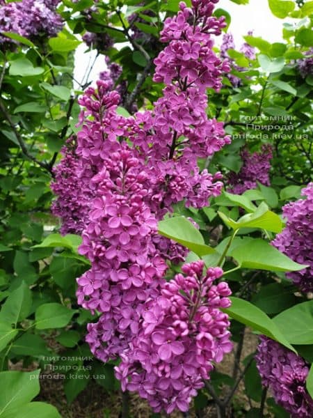 Бузок звичайний Індія (Syringa vulgaris Indiya) ФОТО Розплідник рослин Природа (2)