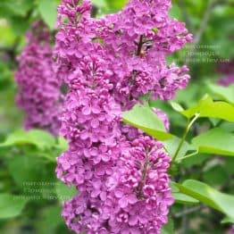 Сирень обыкновенная Индия (Syringa vulgaris Indiya) ФОТО Питомник растений Природа (3)