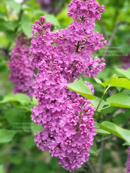 Сирень обыкновенная Индия (Syringa vulgaris Indiya) ФОТО Питомник растений Природа (3)